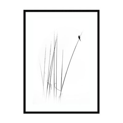 Amanti Art A Sabbatical (Bird)  30.12 X 41.12 Framed Wall Art In Black White/black