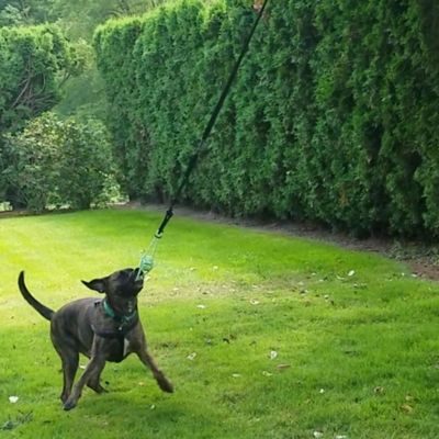 dog tether ball