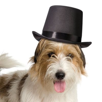 dog top hat