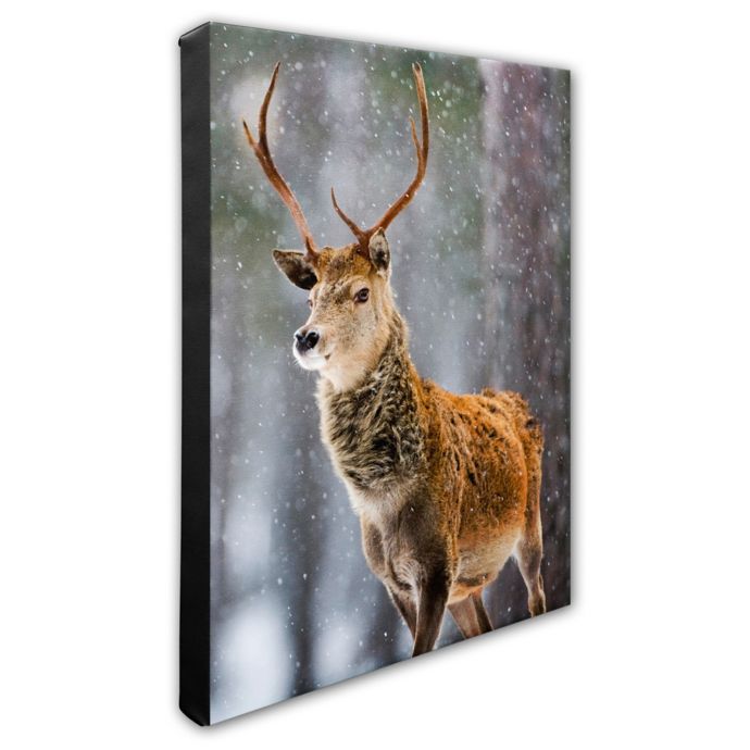 Photo File, Inc. Deer in the Snowstorm 20-Inch x 24-Inch Photo Canvas ...