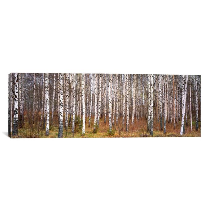 canvas birch tree wall art