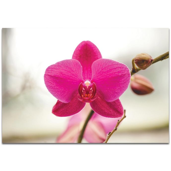 Metal Art Studio Magenta Bloom 32 Inch X 22 Inch Plexiglas Wall Art Bed Bath Beyond