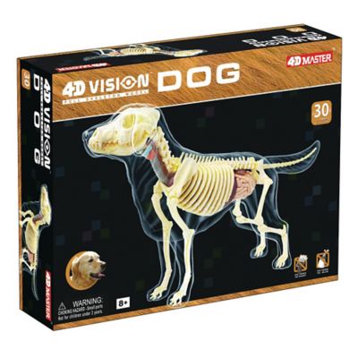 4D Master&reg; 4D Vision Full Skeleton Dog Model