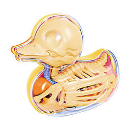 4D Master&reg; Funny Anatomy Rubber Ducky