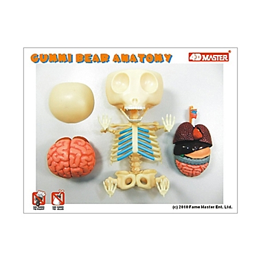 4D Master&reg; Gummi Bear Anatomy Model. View a larger version of this product image.