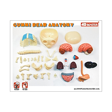 4D Master&reg; Gummi Bear Anatomy Model. View a larger version of this product image.