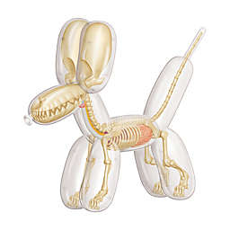 4D Master® Funny Anatomy Balloon Dog