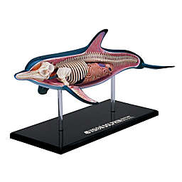4D Master® 4D Vision Dolphin Anatomy Model