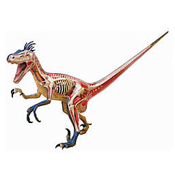 4D Master® 4D Vision Velociraptor Anatomy Model