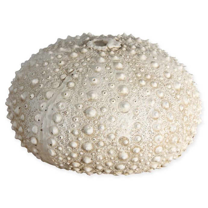 Sea Urchin Shell Bed Bath Beyond