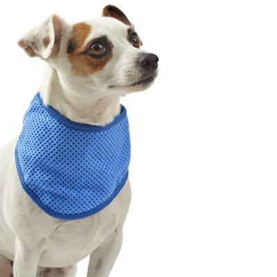 Pawslife® Cooling Bandana in Blue | Bed 