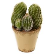 Cactus Plant Bed Bath Beyond