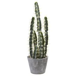 Cactus Plant Bed Bath Beyond