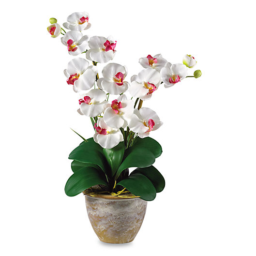 Cream Nearly Natural Double Phalaenopsis Orchid Arrangement 1 Artificial Plant 