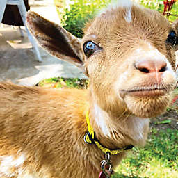 Goat Playtime Experience by Spur Experiences® (Los Angeles, CA)