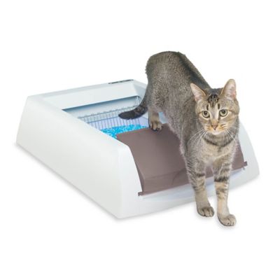 auto cleaning litter box