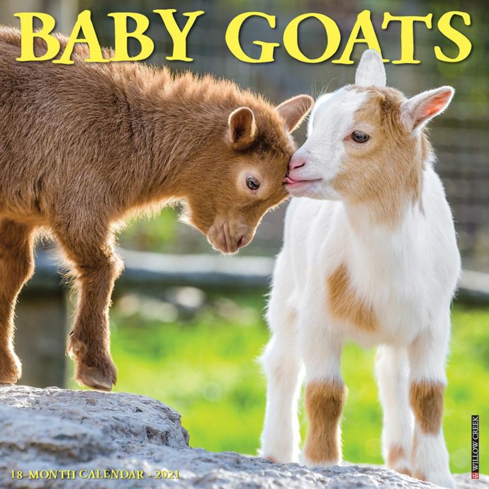 Willow Creek Press Baby Goats 2021 Wall Calendar Bed Bath Beyond