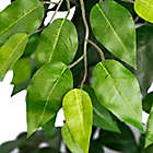 Alternate image 1 for 72-Inch Faux Ficus Tree in Basket