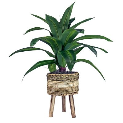 24" x 24" Artificial Dracaena Plant in Basket Stand - LCG Florals: Indoor Tropical Accent