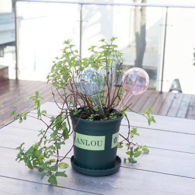 Bee &amp; Willow&trade; Garden Watering Stake. View a larger version of this product image.