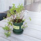 Alternate image 10 for Bee &amp; Willow&trade; Garden Watering Stake