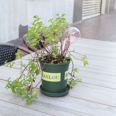 Bee &amp; Willow&trade; Garden Watering Stake. View a larger version of this product image.