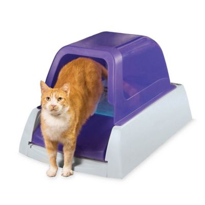 clean jumbo cat pan with hood