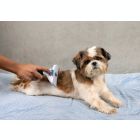 Alternate image 1 for Bell + Howell Paw Perfect Grooming Dog Brush in White