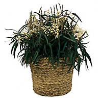 Bee & Willow Dried Floral Arrangement (Natural Basket)
