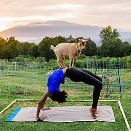 Sunset Goat Yoga Class by Spur Experiences® (Maui, HI)