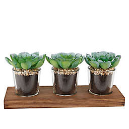 Flora Bunda 10-Inch Artificial Succulent in Shot Glass Planter with Wooden Tray (Set of 3)