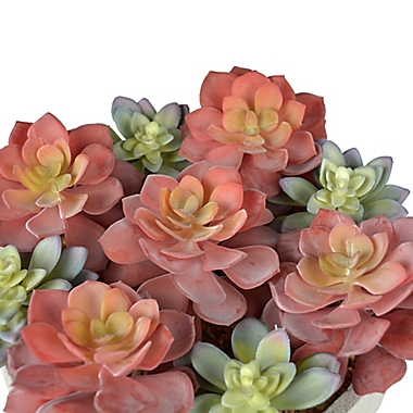 Studio 3B&trade; Succulent Centerpiece in 12-Inch Vessel. View a larger version of this product image.
