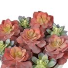 Alternate image 1 for Studio 3B&trade; Succulent Centerpiece in 12-Inch Vessel