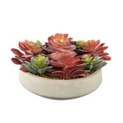 Studio 3B&trade; Succulent Centerpiece in 12-Inch Vessel