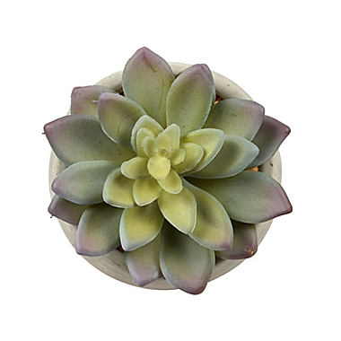 Studio 3B&trade; 3.5-Inch Single Green Succulent. View a larger version of this product image.