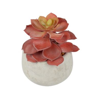 Studio 3B&trade; 3.5-Inch Single Red Succulent. View a larger version of this product image.