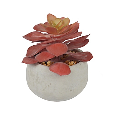 Studio 3B&trade; 3.5-Inch Single Red Succulent. View a larger version of this product image.