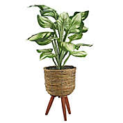 LCG Floral 28-Inch Faux Hosta Plant with Brown Basket Stand