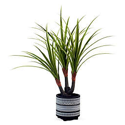 Wild Sage™ 23-Inch Artifical Dracena Plant in Black/White Planter