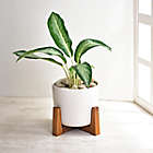 Alternate image 1 for Studio 3B&trade; Valley Ceramic Planter in White with Acacia Wood Stand
