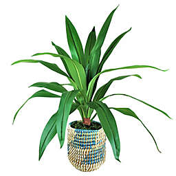 LCG Floral 36-Inch Artificial Dracaena with Blue and Cream Wicker Basket
