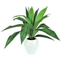LCG Floral 18-Inch Artificial Dracaena in Green/White with White Pot