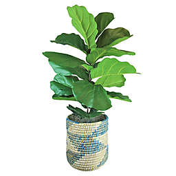 LCG Floral 48-Inch Deluxe Fig Bush with Blue and Cream Wicker Basket