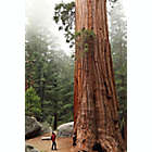 Alternate image 2 for Redwoods, Coast, and Sausalito Tour by Spur Experiences&reg; (San Francisco, CA)