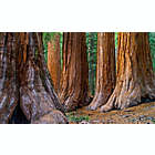 Alternate image 3 for Redwoods, Coast, and Sausalito Tour by Spur Experiences&reg; (San Francisco, CA)