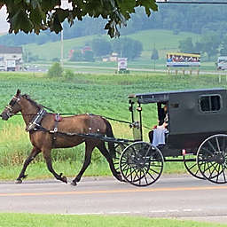 Amish Culinary and Back Roads Tour by Spur Experiences® (Sugarcreek, OH)