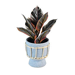 Wild Sage™ 12-Inch Potted Plant in Blue