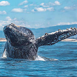 Summer Morning Whale Watch by Spur Experiences® (Monterey, CA)