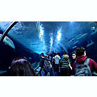 Alternate image 1 for Redwoods with Aquarium Visit by Spur Experiences&reg; (San Francisco)