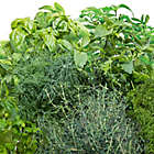 Alternate image 2 for MiracleGr&reg;o AeroGarden&reg; Gourmet Herb Seeds 6-Pod Kit